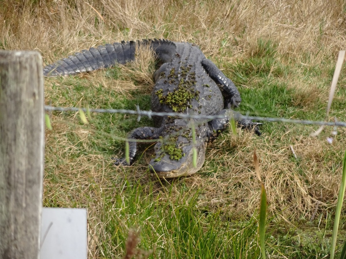 Animals - ML646345172