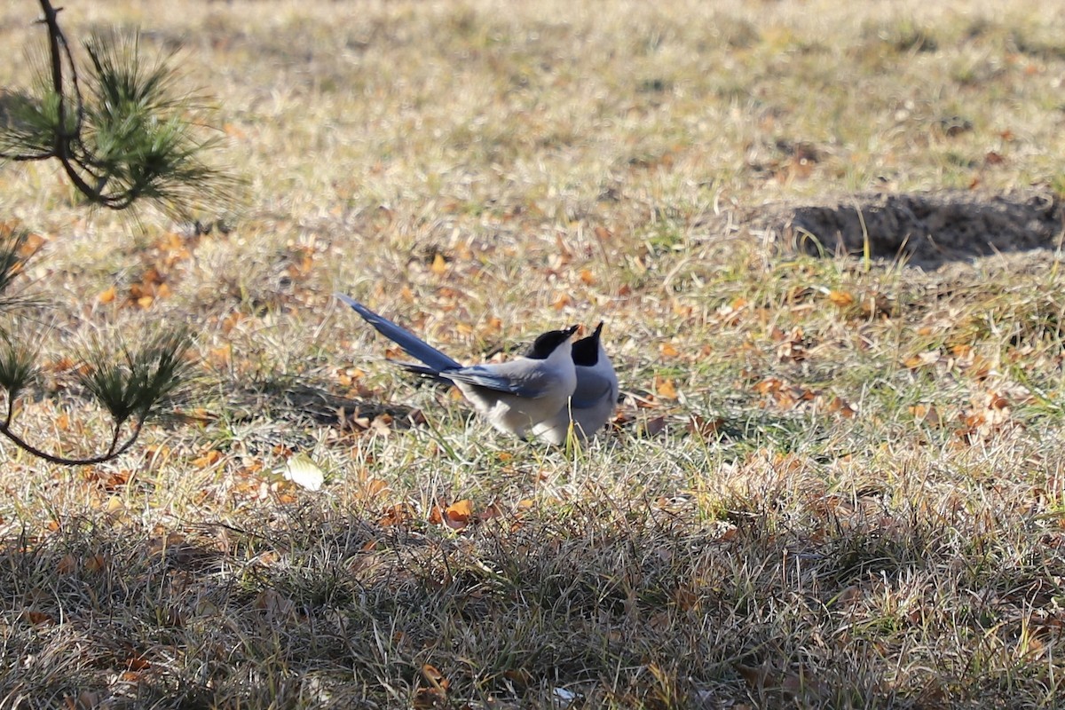 straka modrá - ML646345173