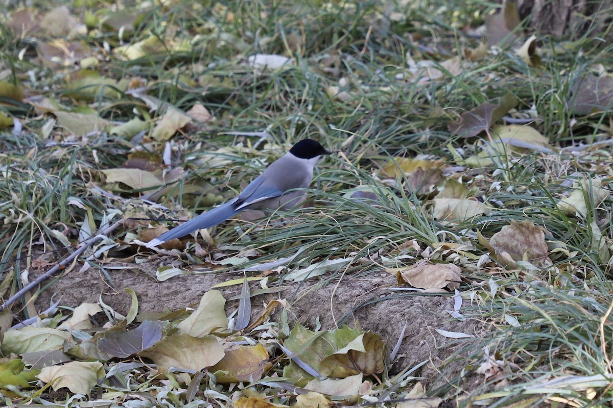 straka modrá - ML646345174