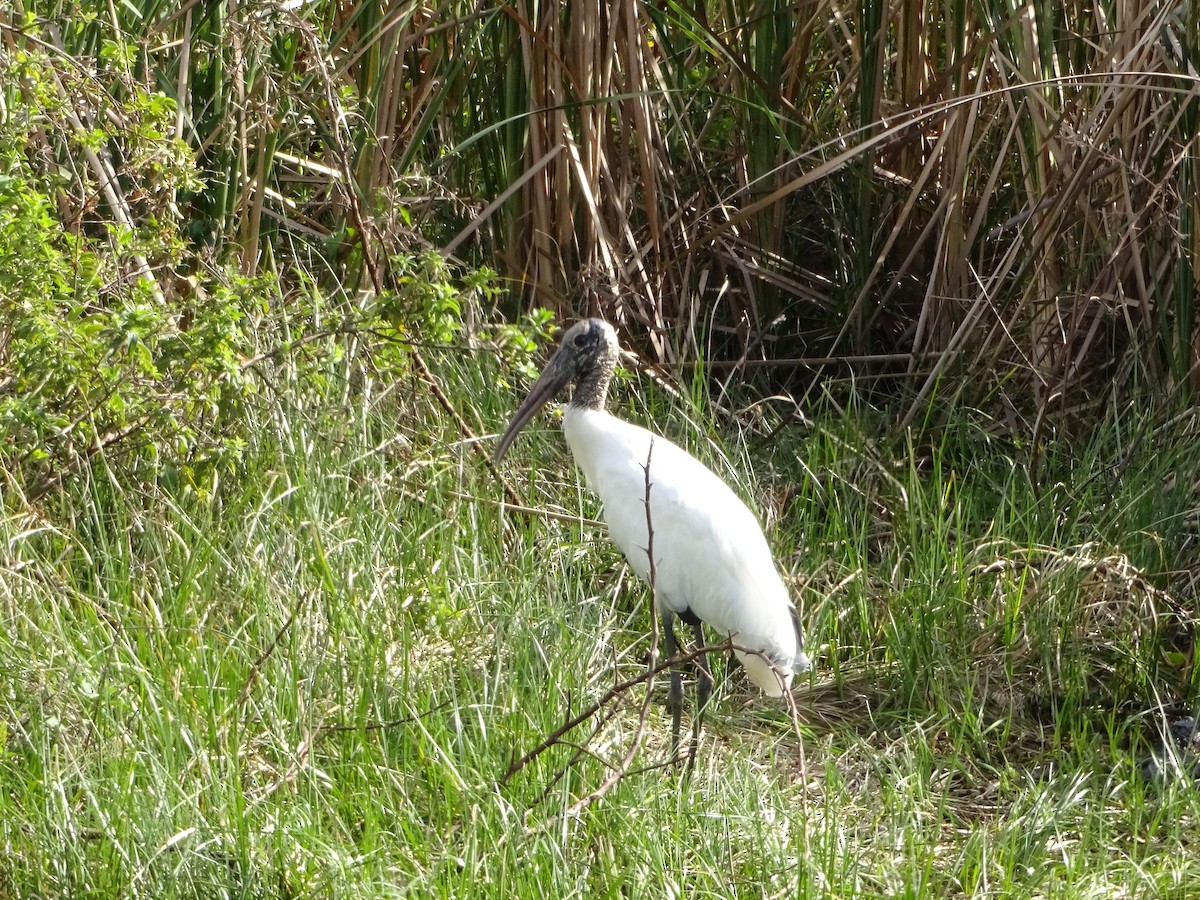 Wood Stork - ML646345175