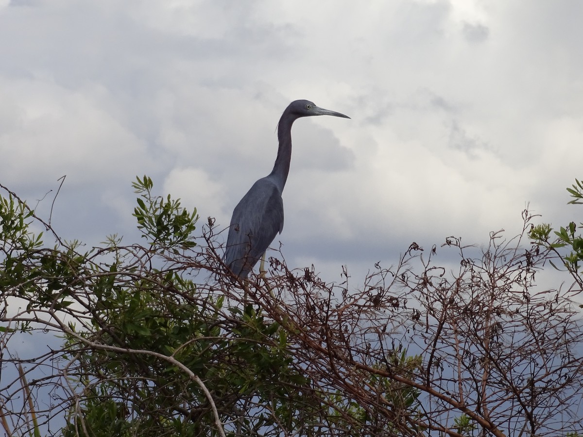 Little Blue Heron - ML646345176
