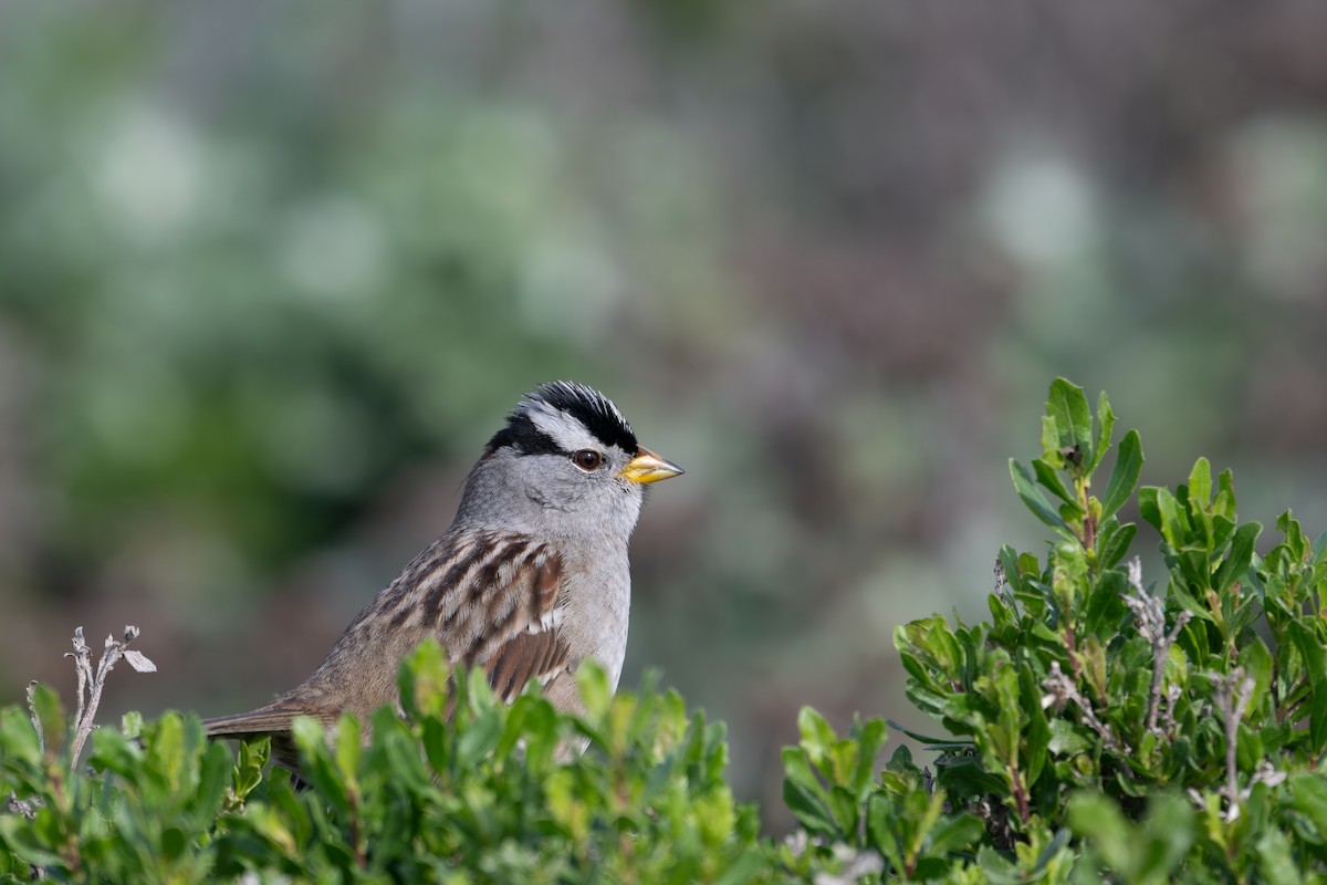White-crowned Sparrow (Yellow-billed) - ML646345179
