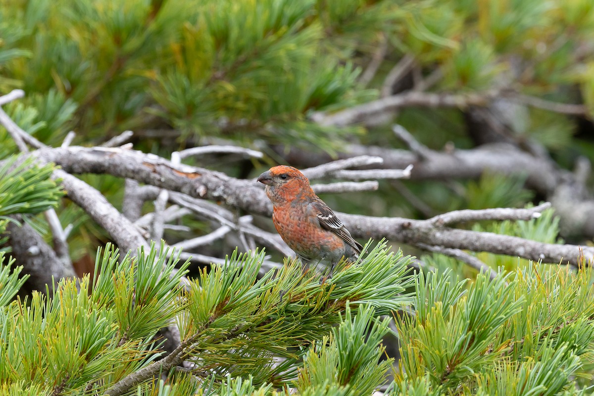 ギンザンマシコ - ML646345181