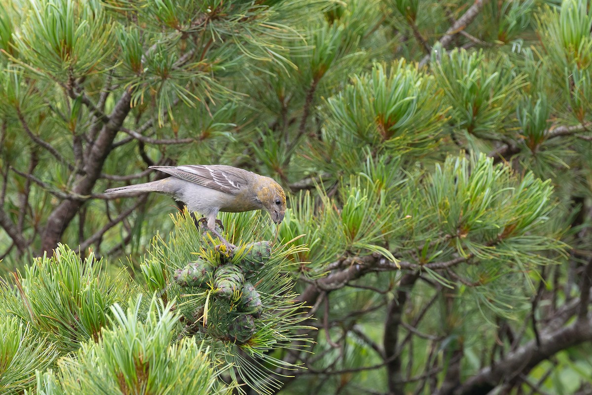 ギンザンマシコ - ML646345182