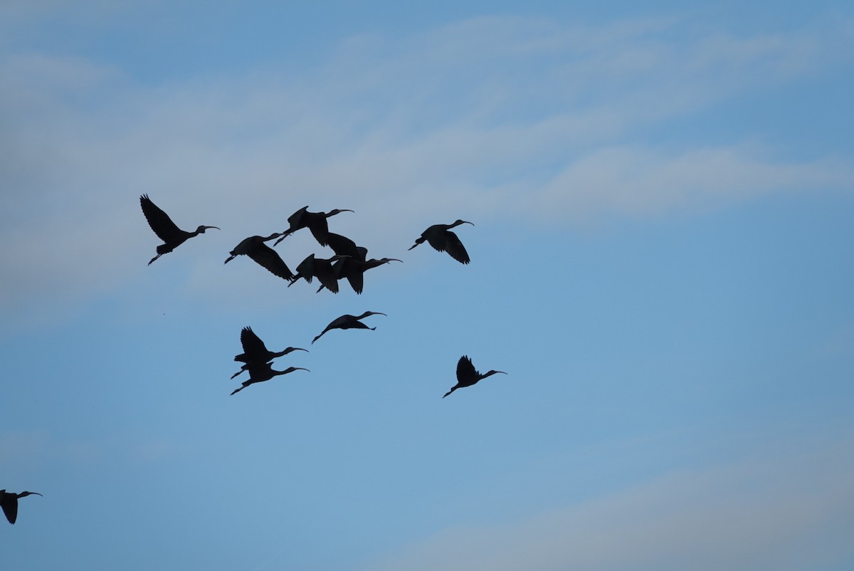 Mignattaio - ML646345185