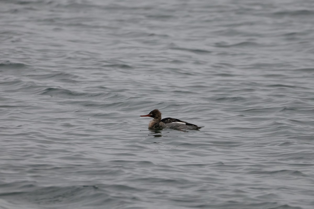 Red-breasted Merganser - ML646345186
