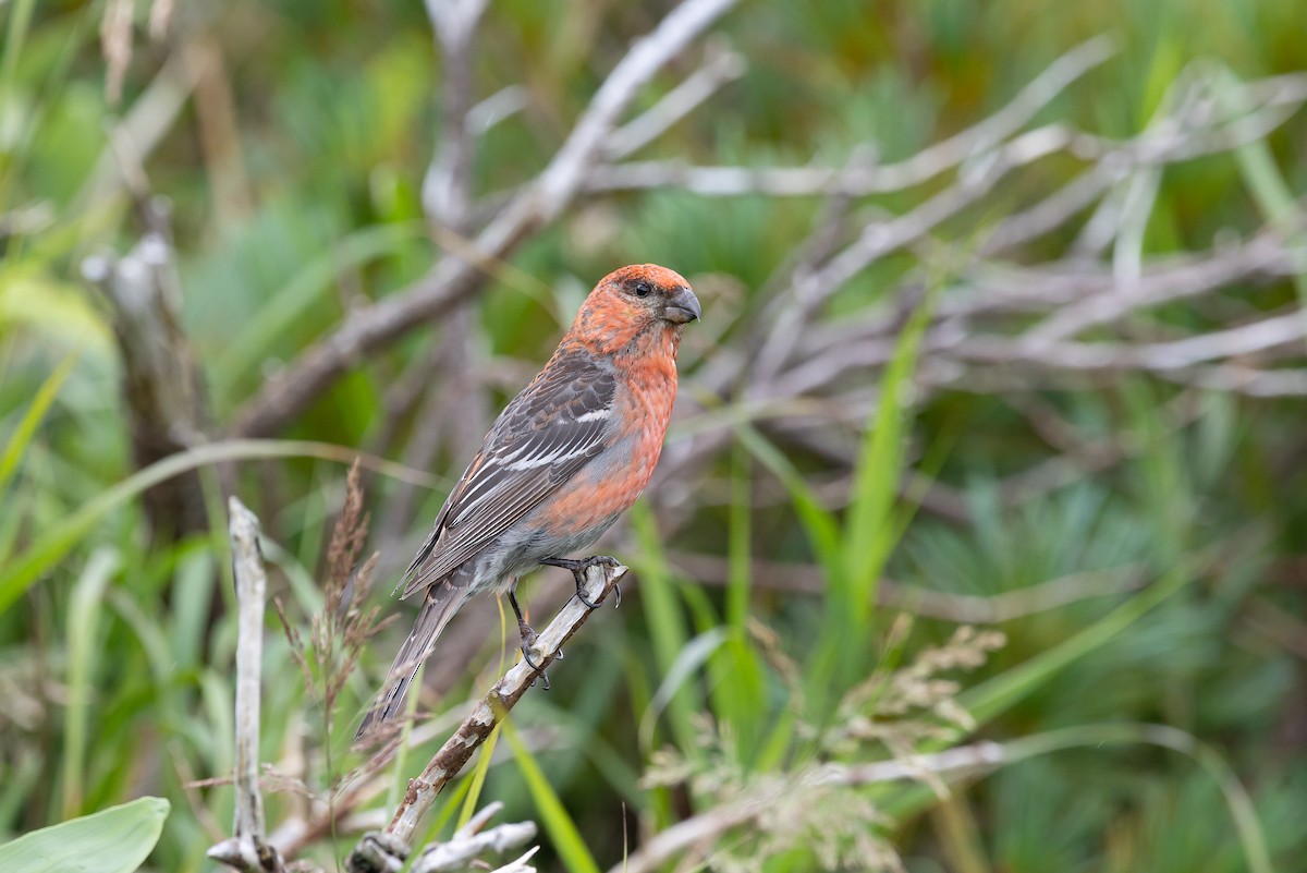 ギンザンマシコ - ML646345188