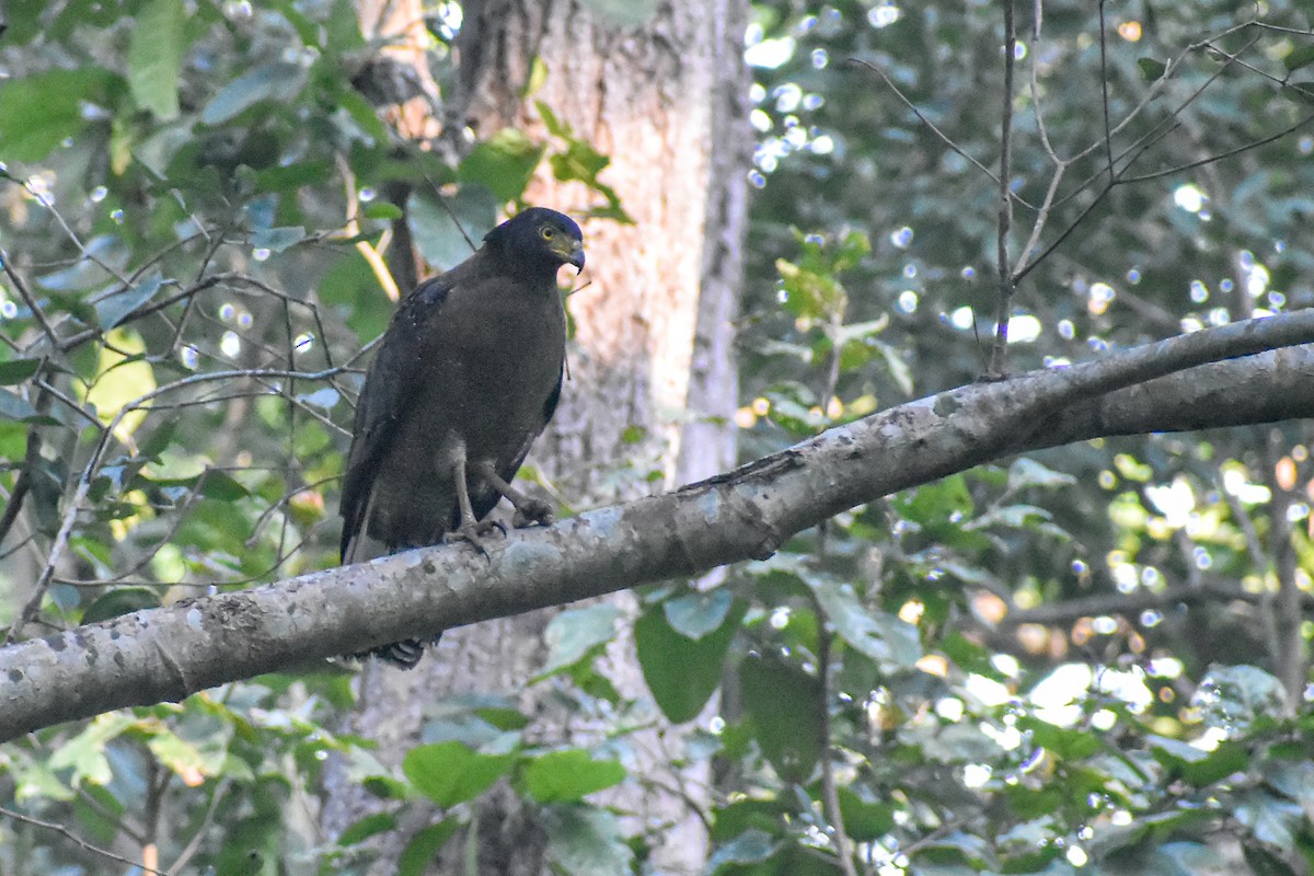 Crested Serpent-Eagle - ML646345189