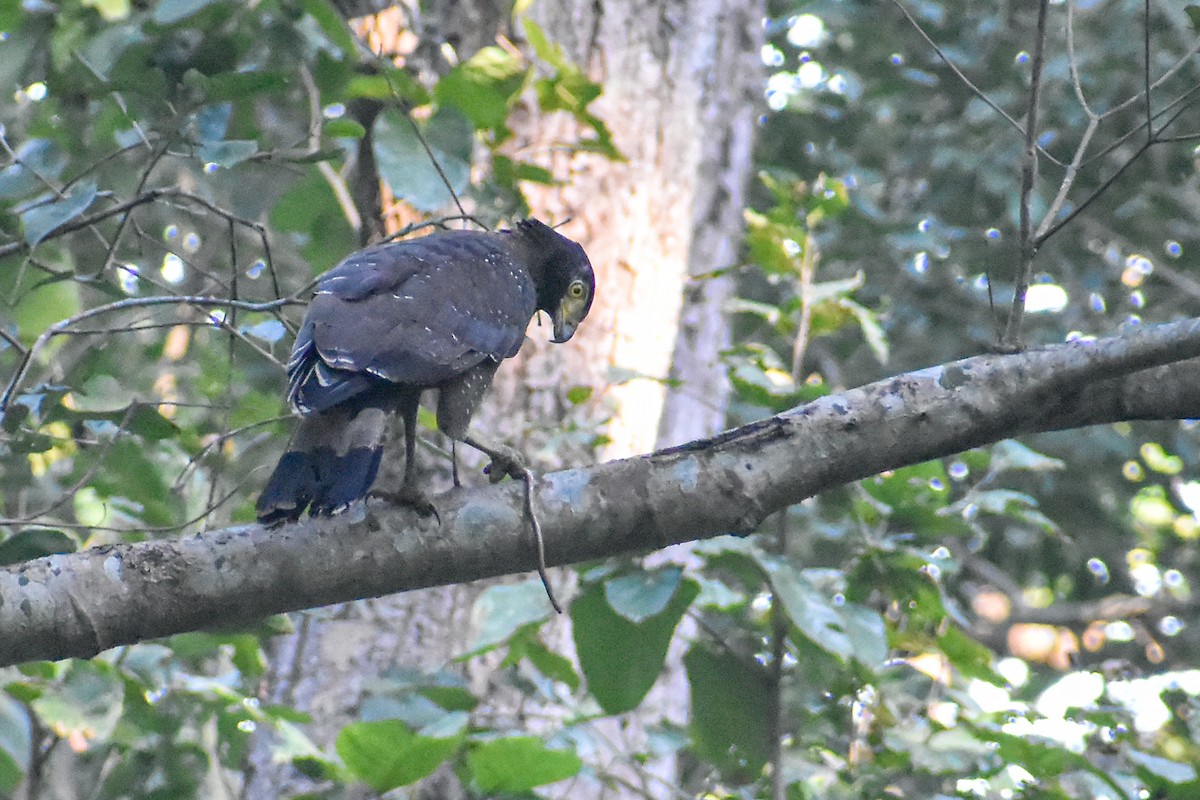 Crested Serpent-Eagle - ML646345190
