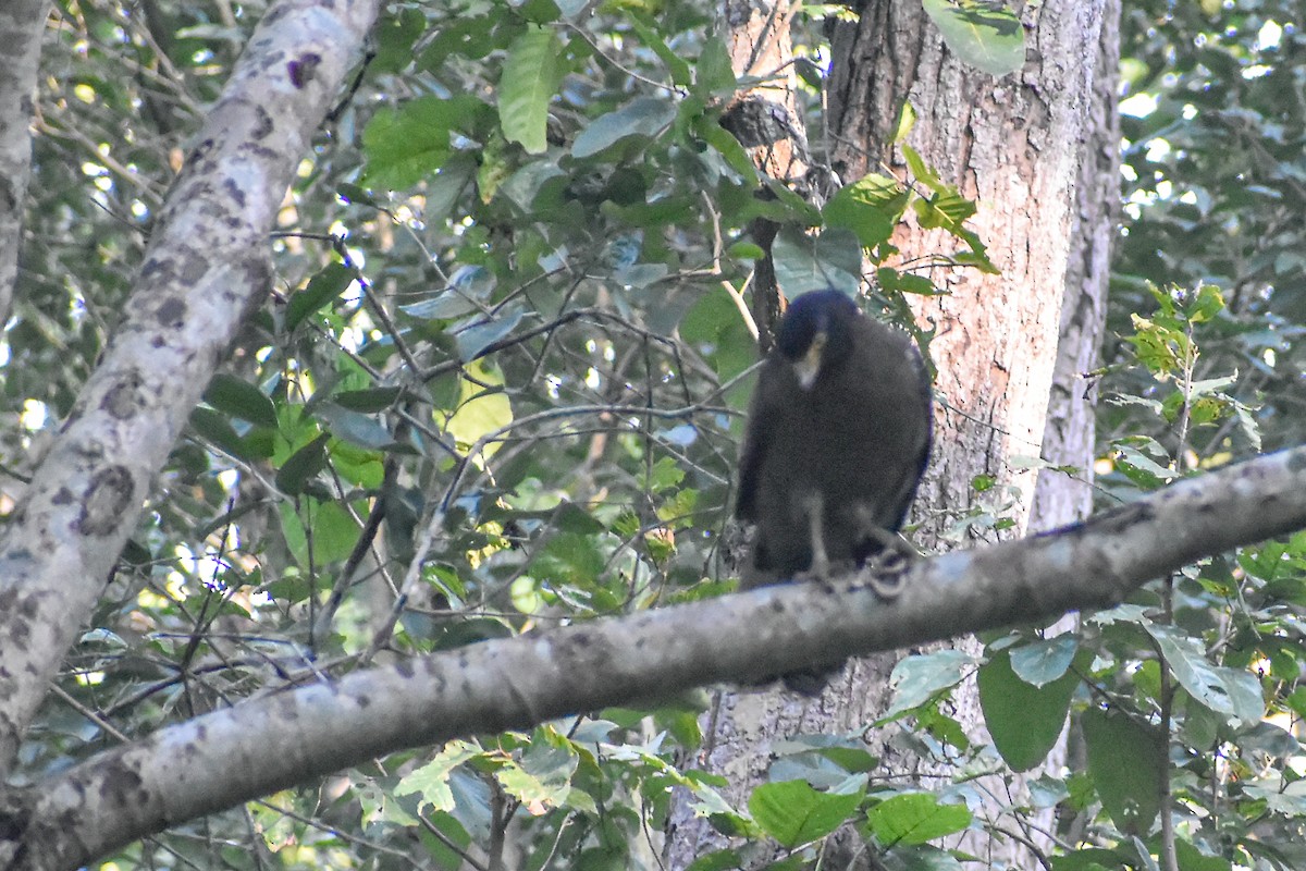 Crested Serpent-Eagle - ML646345191
