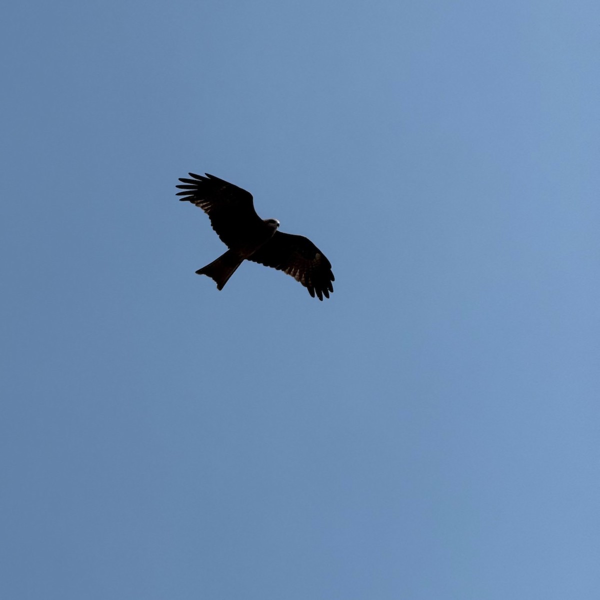 Black Kite - ML646345192