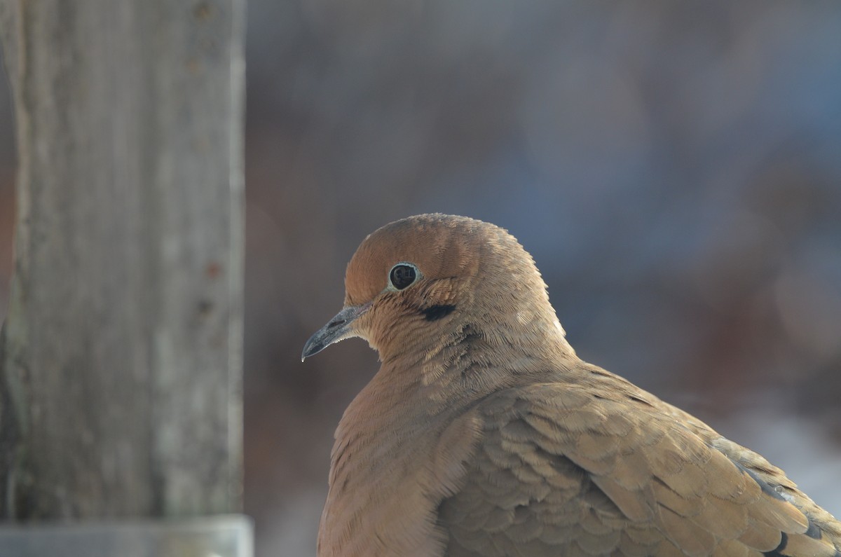 Mourning Dove - ML646345193
