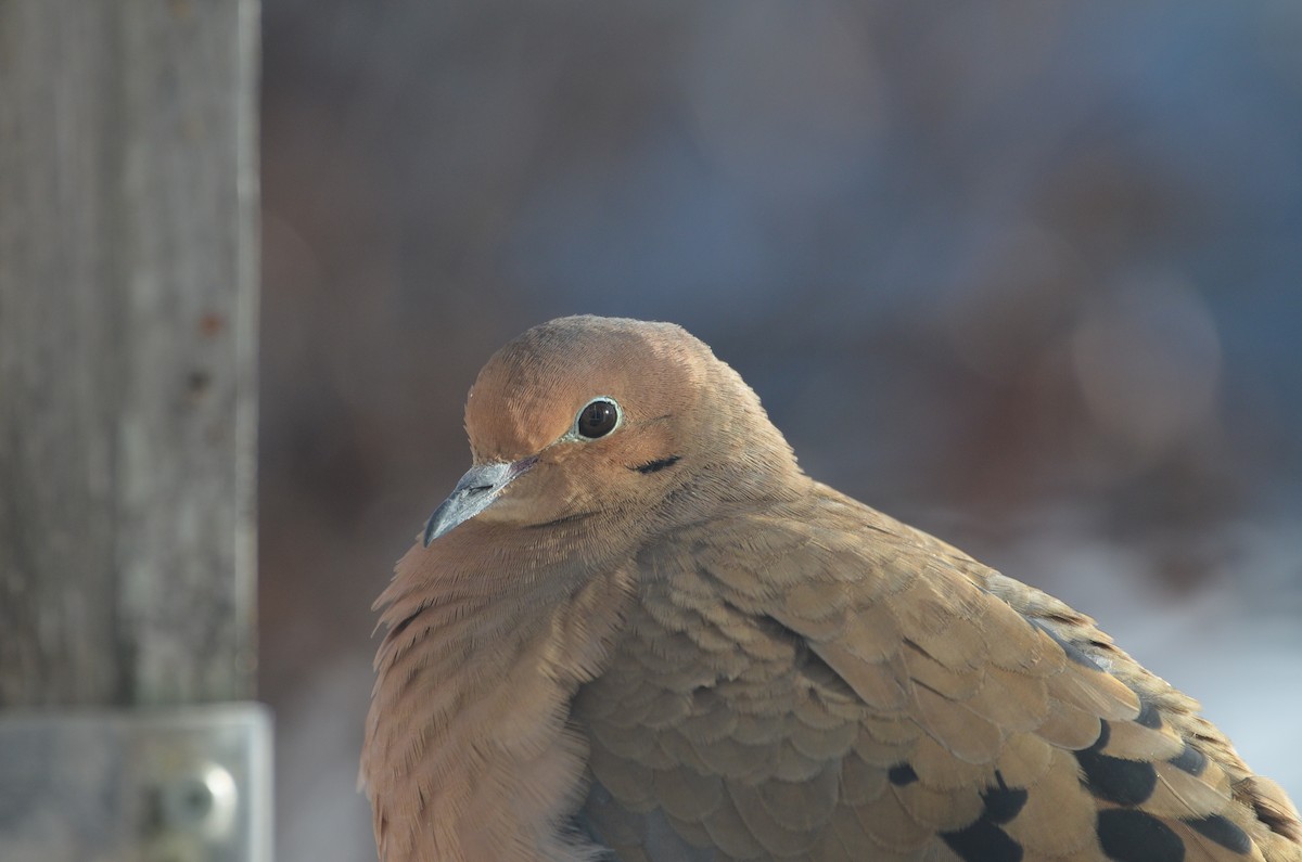 Mourning Dove - ML646345194