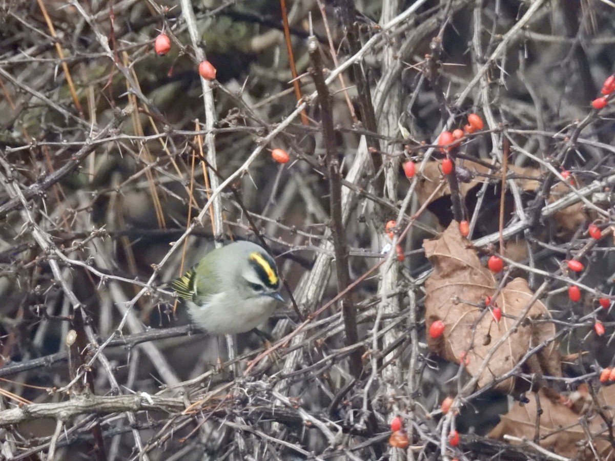 ildkronefuglekonge - ML646345196