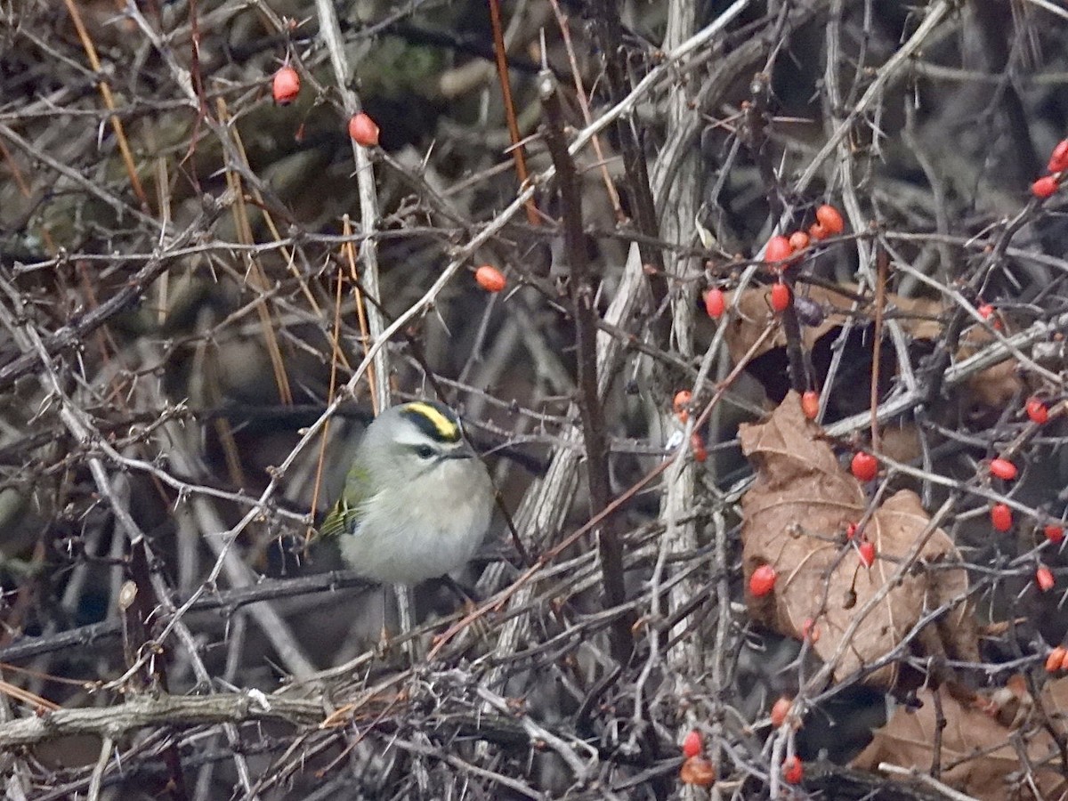 ildkronefuglekonge - ML646345197