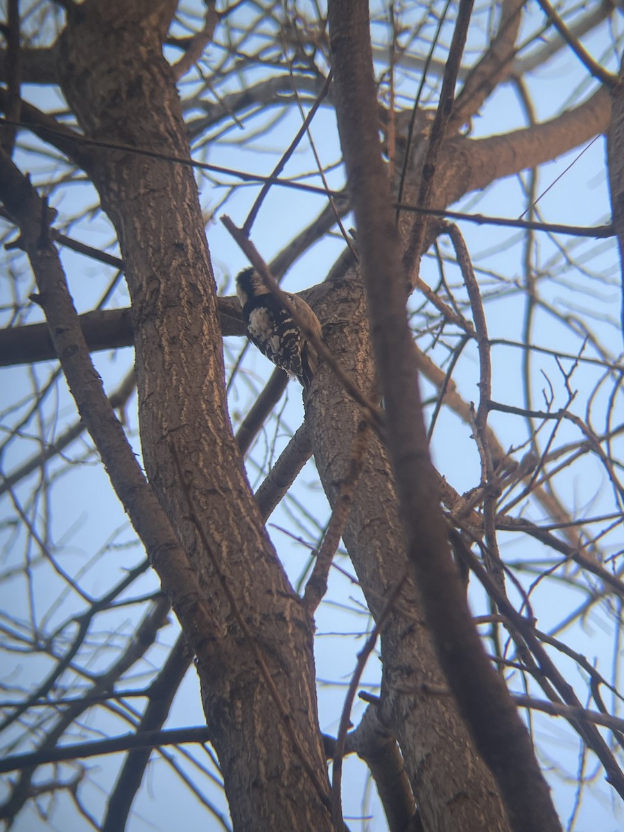 strakapoud šedočelý - ML646345198