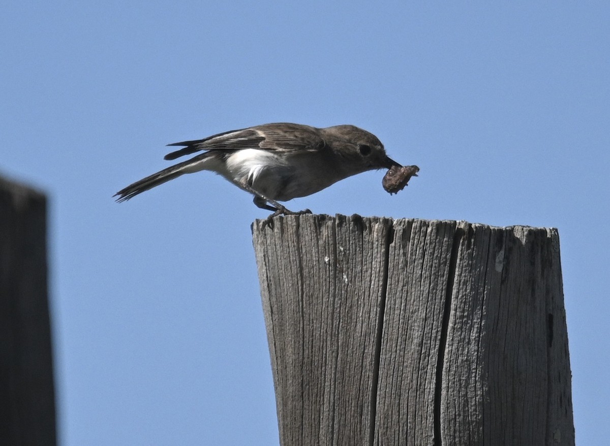 Red-capped Robin - ML646345200