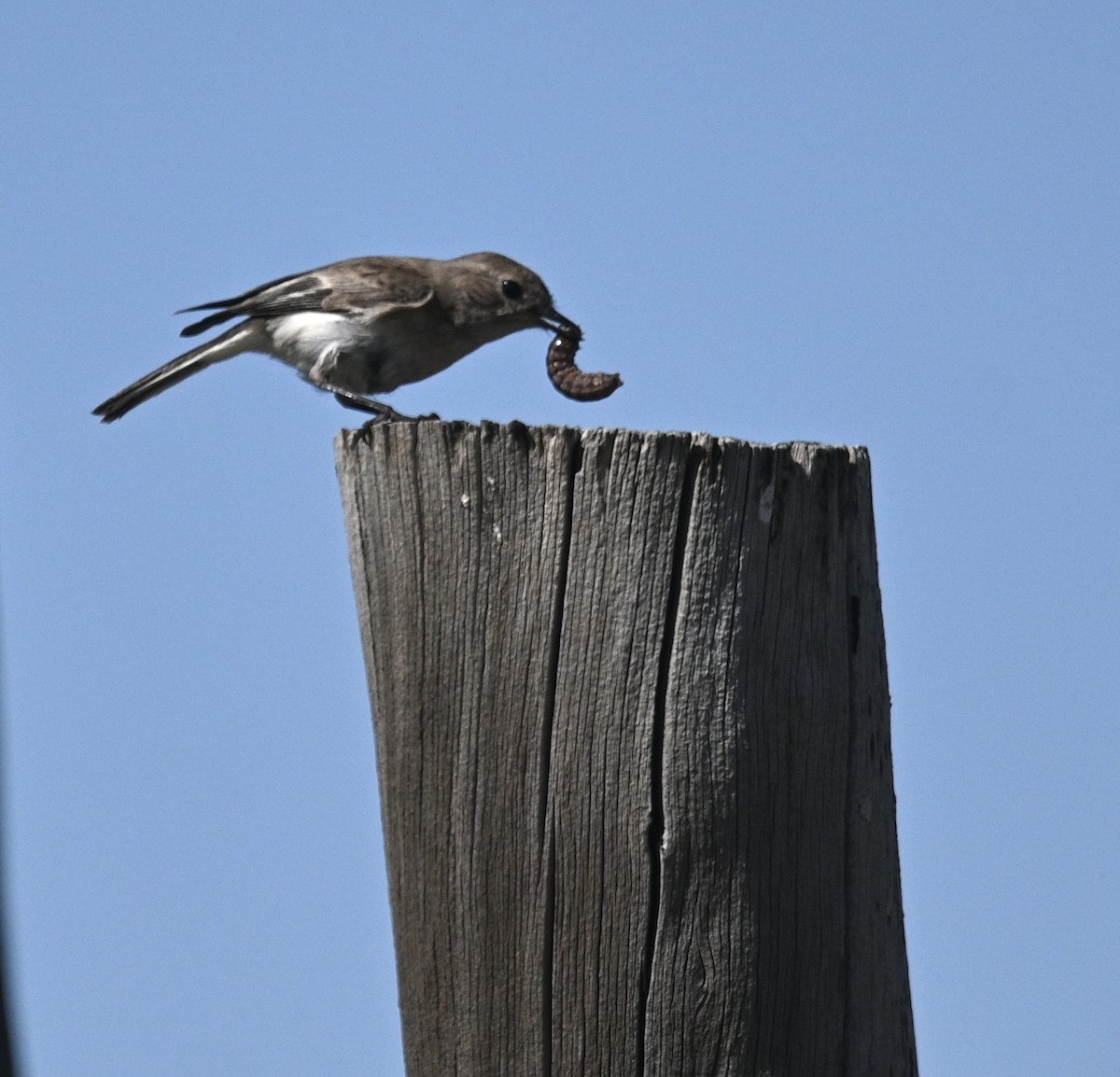 Red-capped Robin - ML646345202