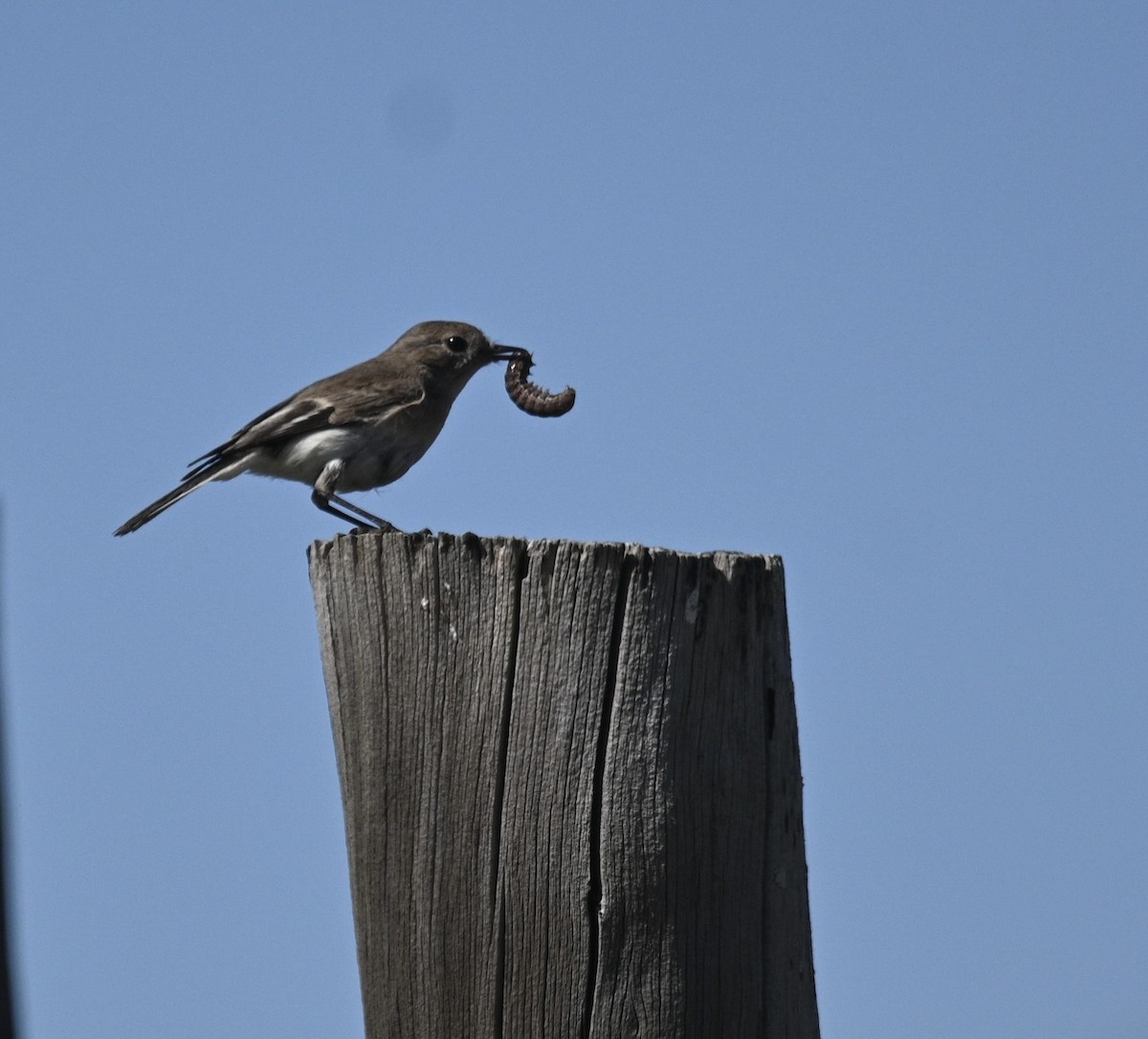 Red-capped Robin - ML646345203