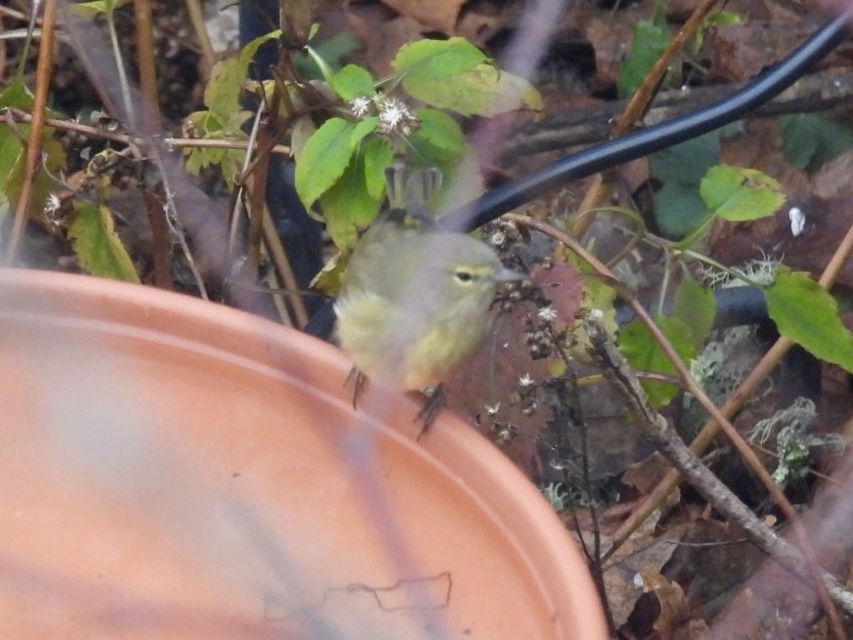 Orange-crowned Warbler - ML646345204