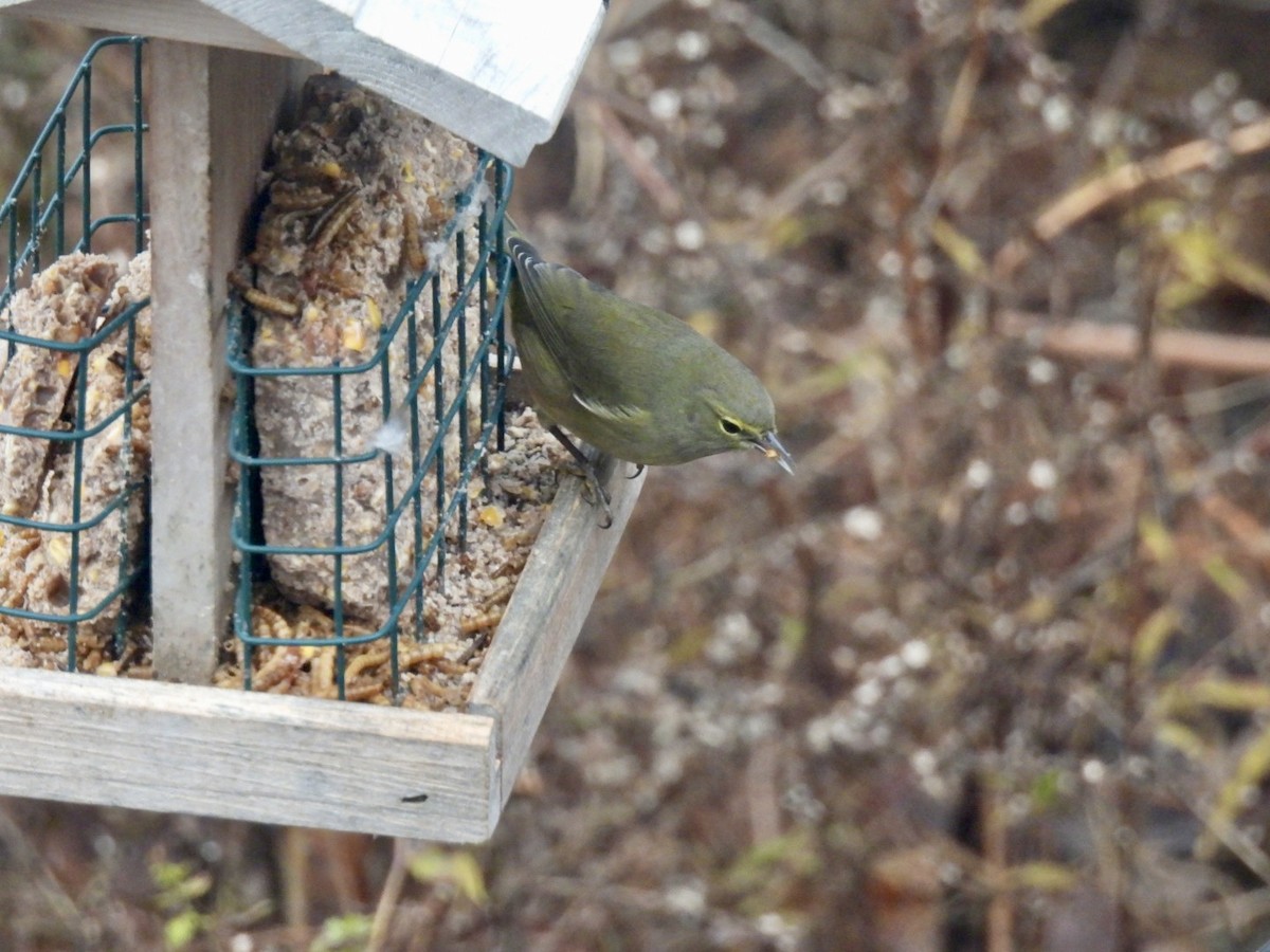 Orange-crowned Warbler - ML646345205