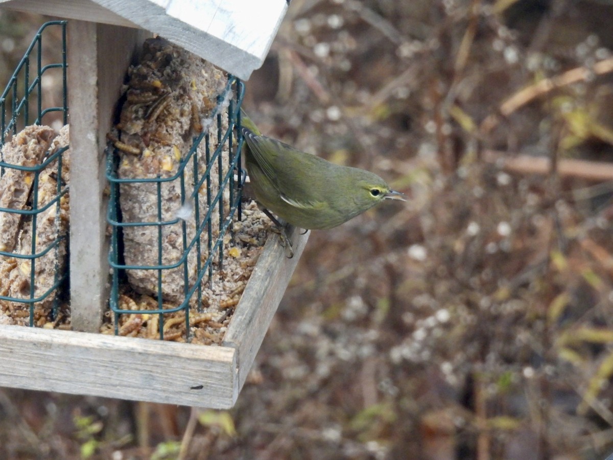 Orange-crowned Warbler - ML646345206