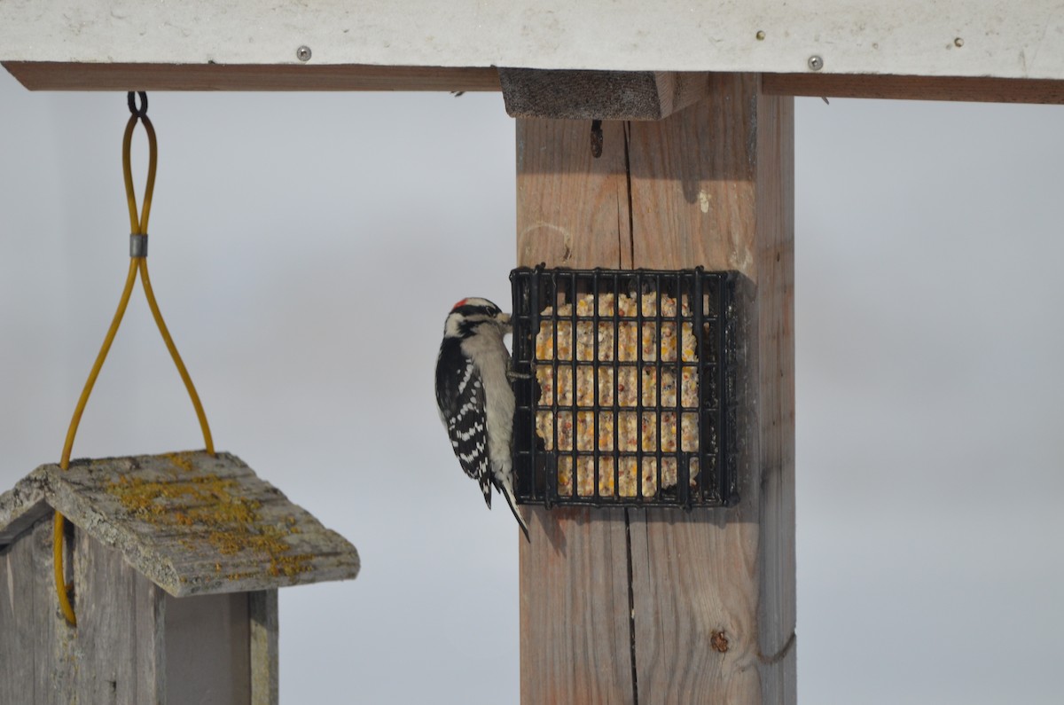 Downy Woodpecker - ML646345208