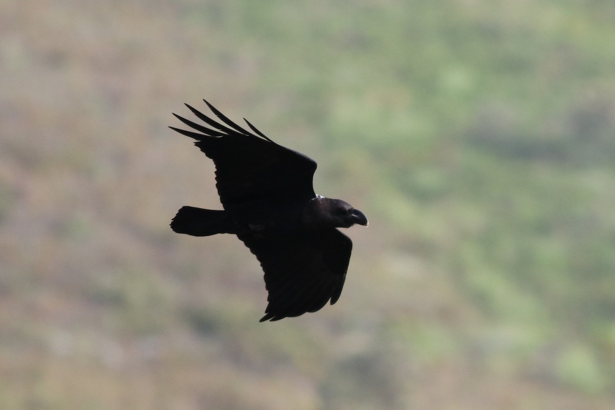 White-necked Raven - ML646345210
