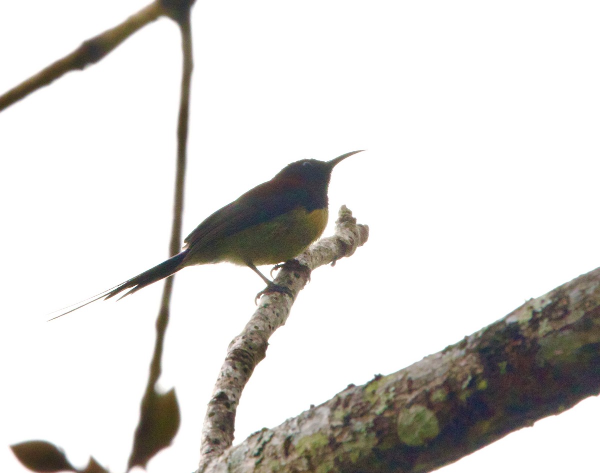 Траурная нектарница - ML646345211