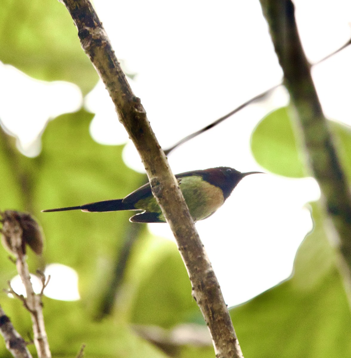 Траурная нектарница - ML646345213