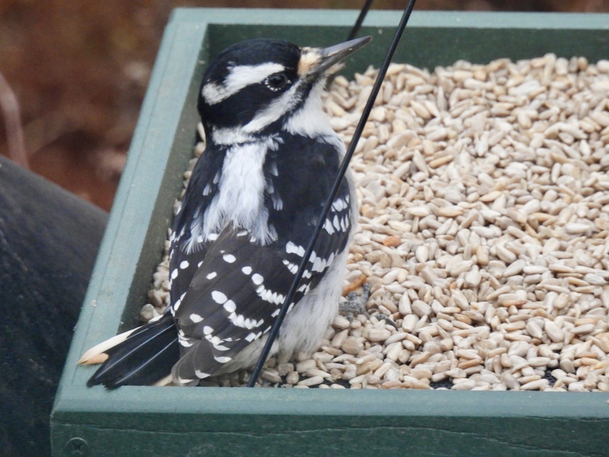 hårspett - ML646345214