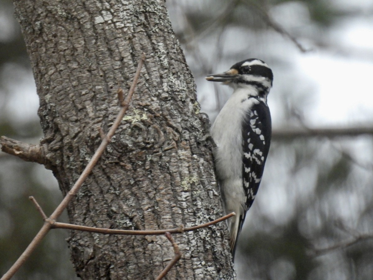 hårspett - ML646345215