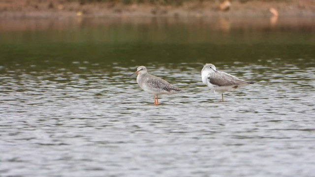 Spotted Redshank - ML646345216