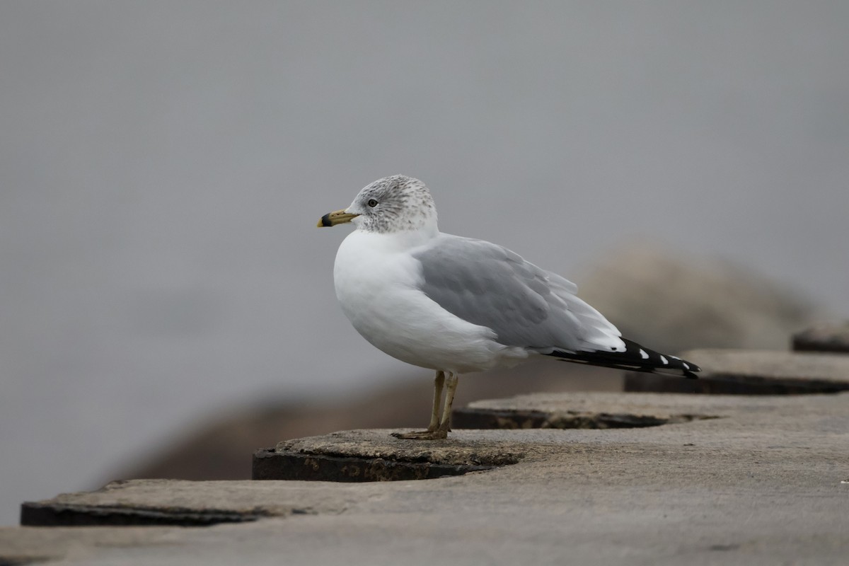 ringnebbmåke - ML646345217