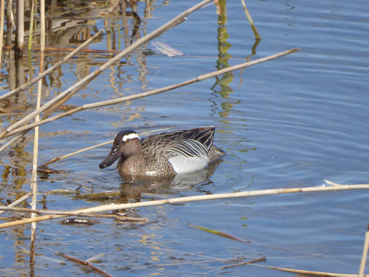 knekkand - ML646345218