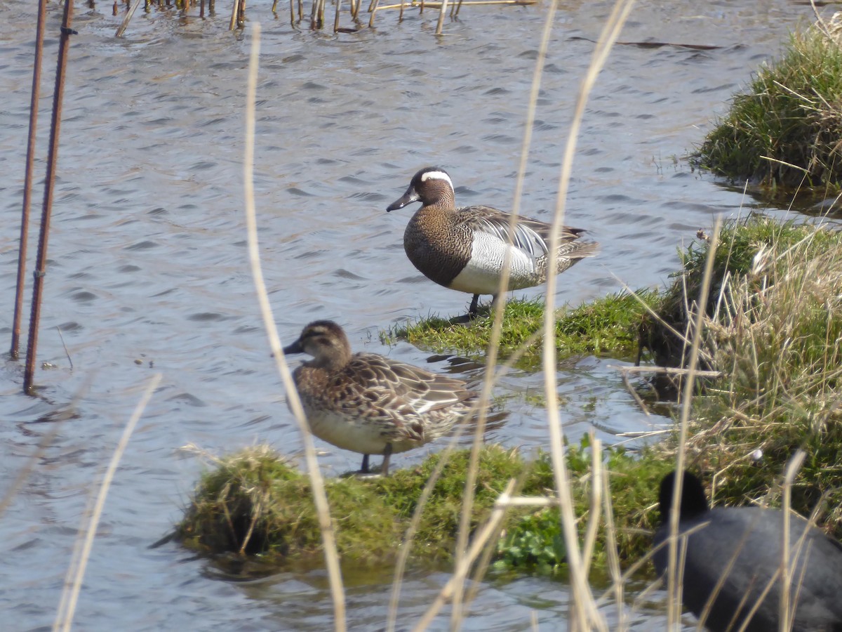 knekkand - ML646345220