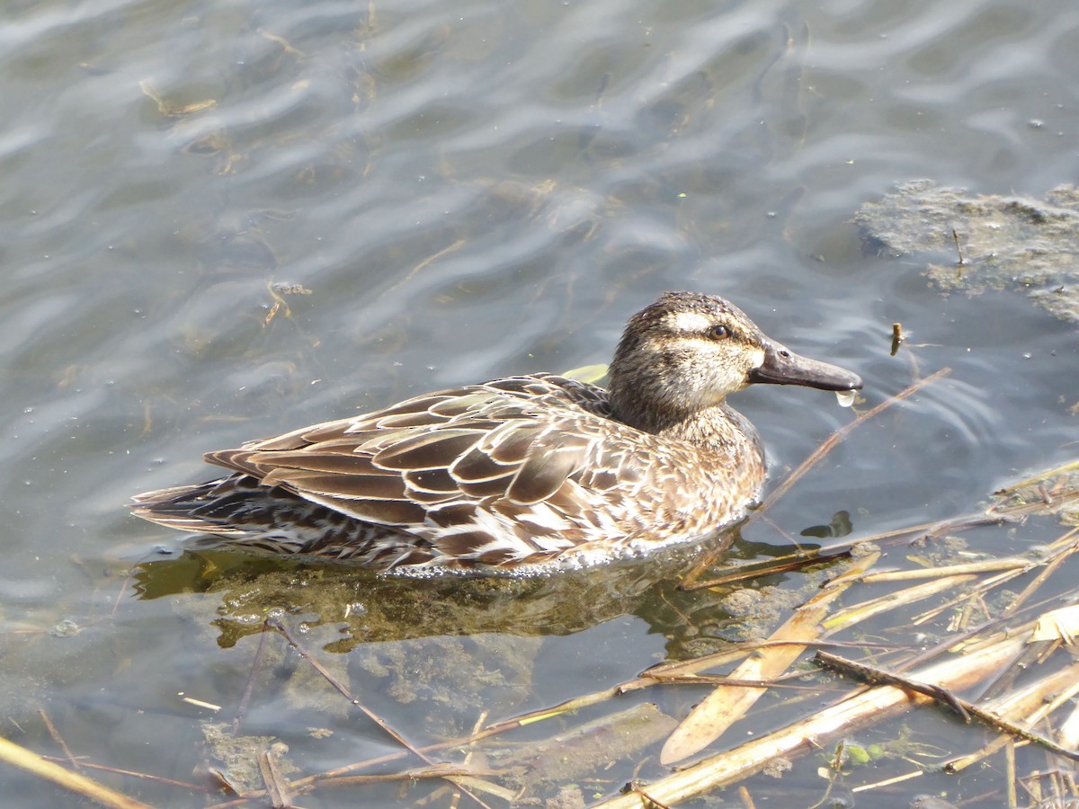 knekkand - ML646345221