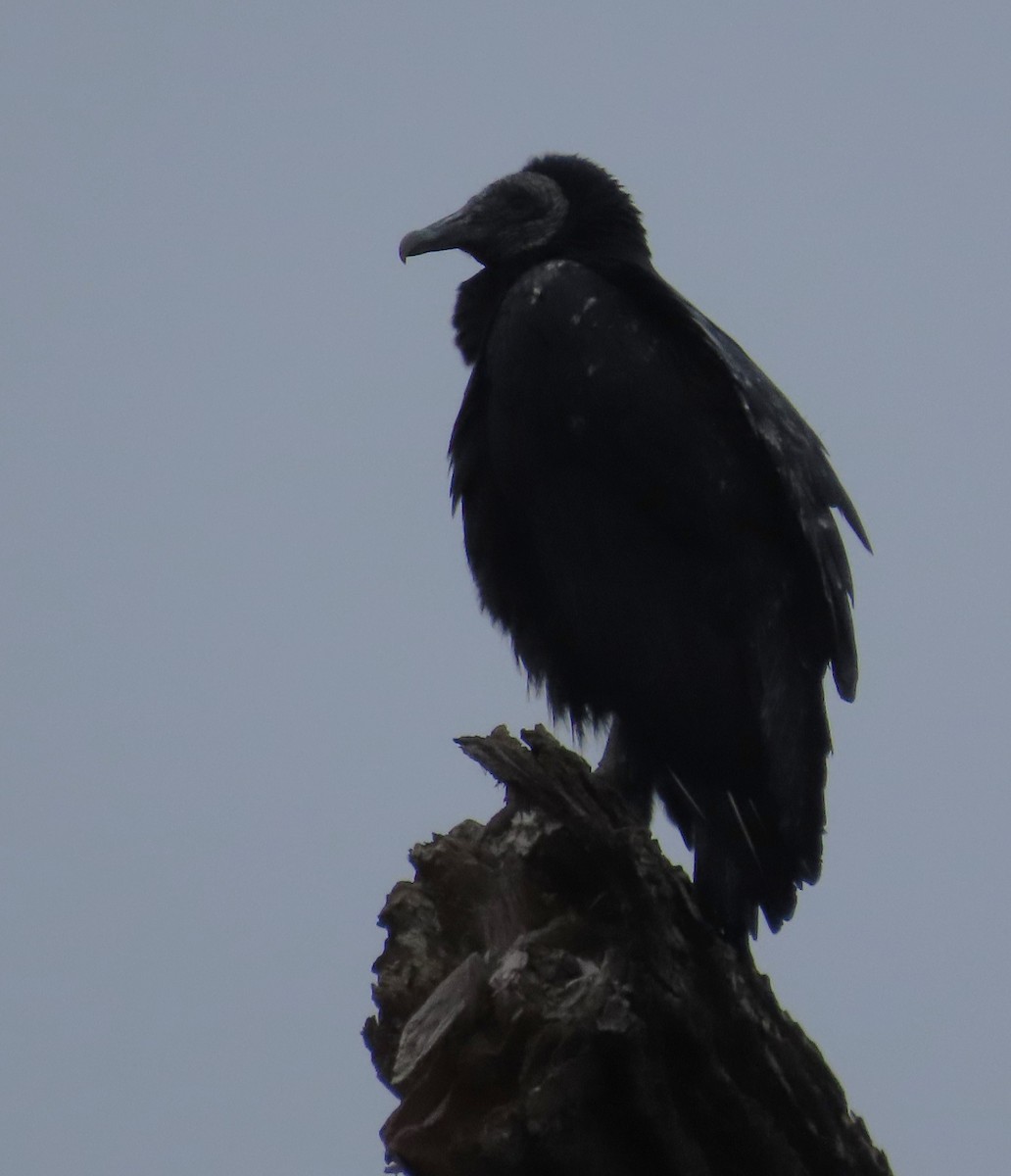 svartkondor - ML646345222