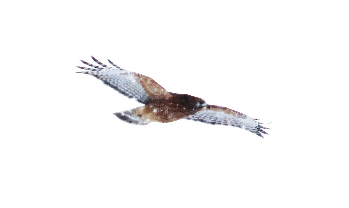 rødvingevåk - ML646345224