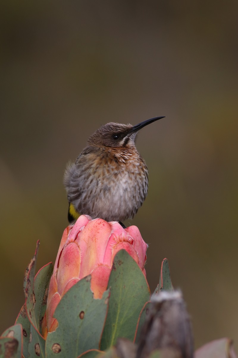 kappsukkerfugl - ML646345226