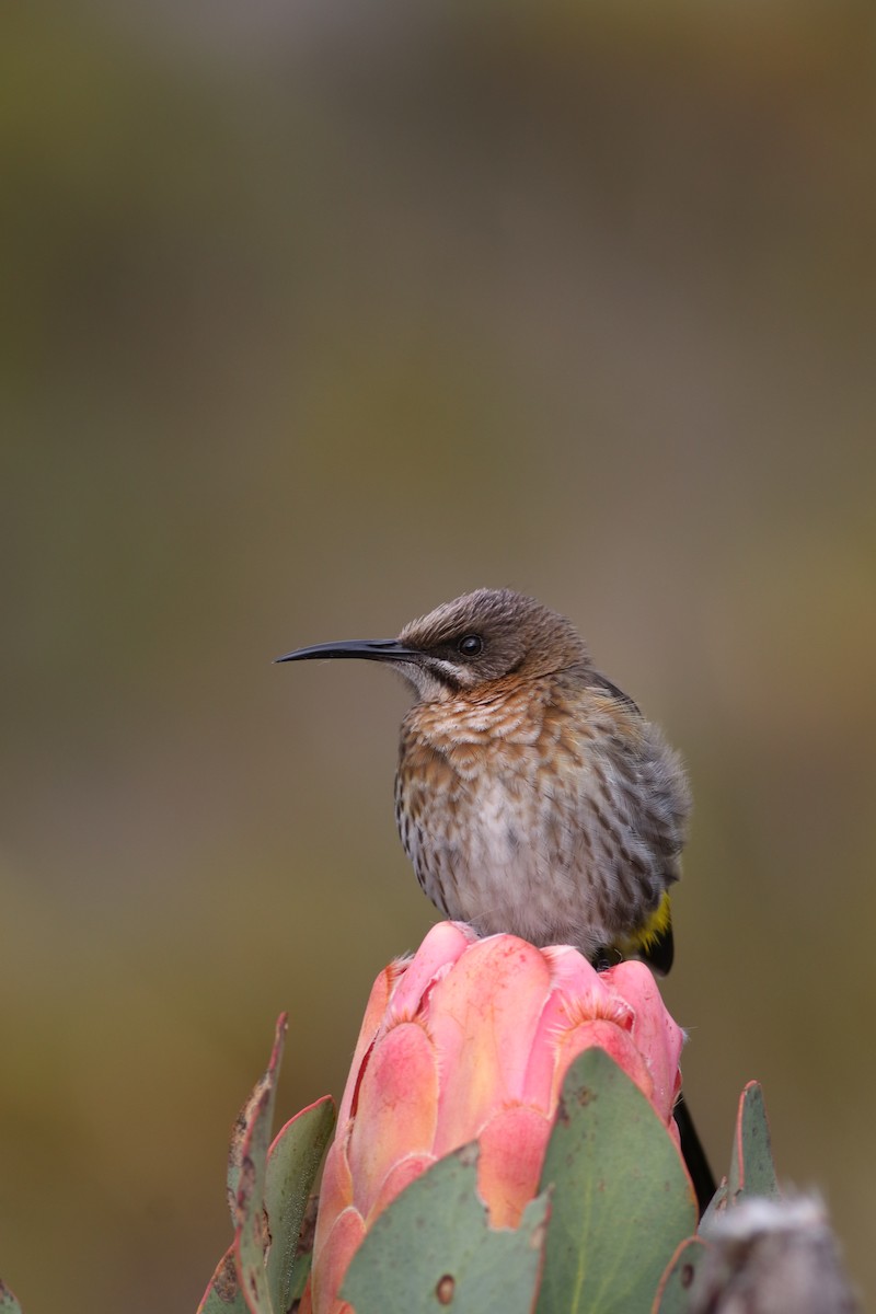 kappsukkerfugl - ML646345229