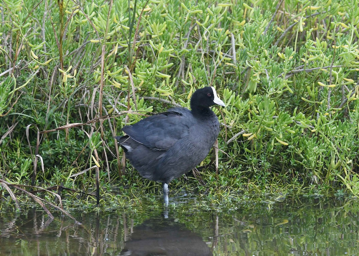 hawaiisothøne - ML646345230