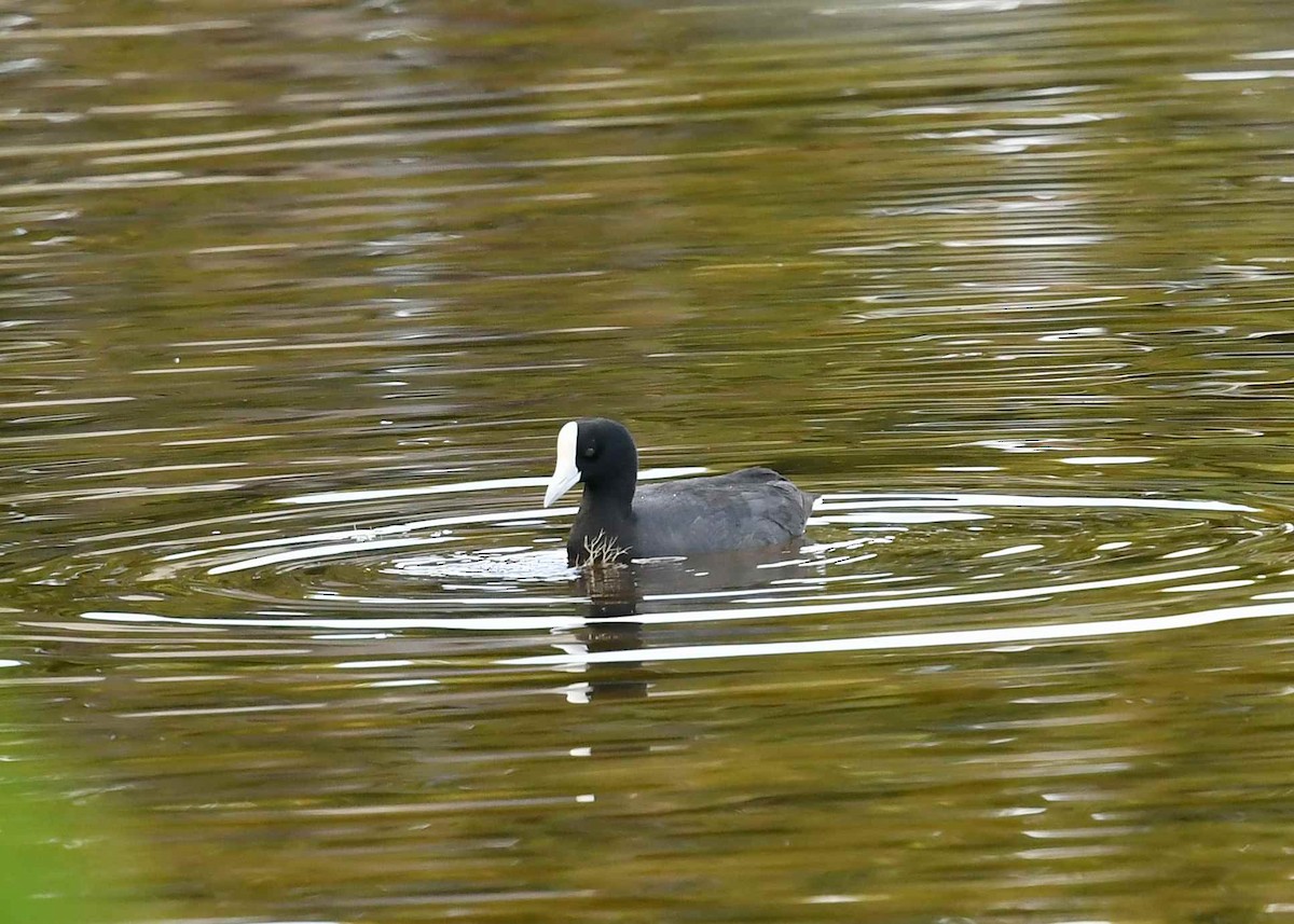 hawaiisothøne - ML646345231