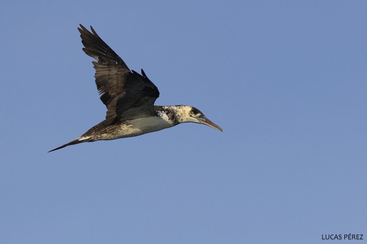 havsule - ML646345233