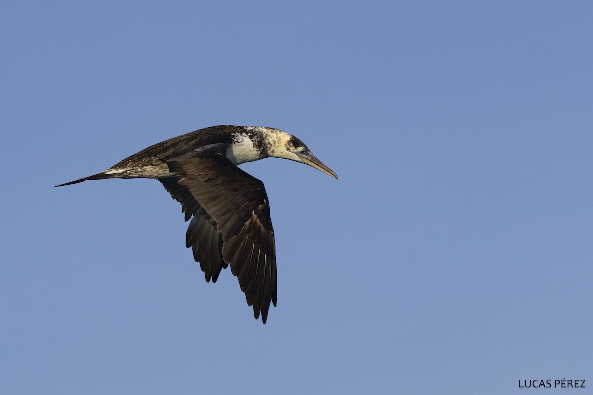 havsule - ML646345234