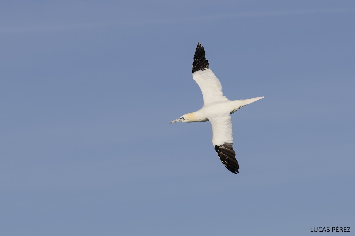 havsule - ML646345235