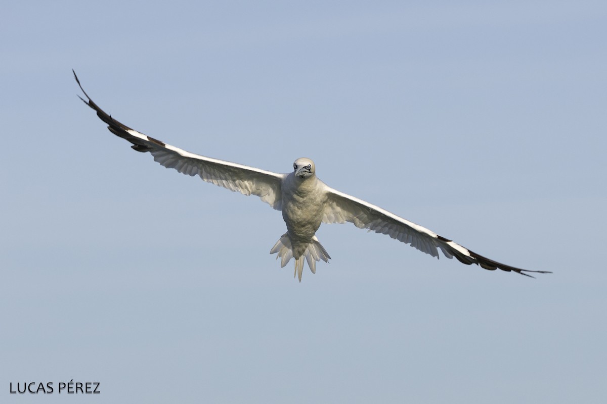 havsule - ML646345236