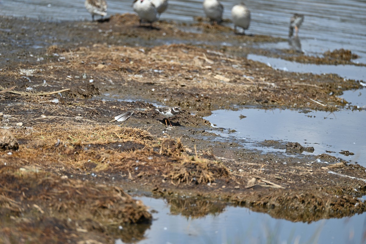 sandlo - ML646345237