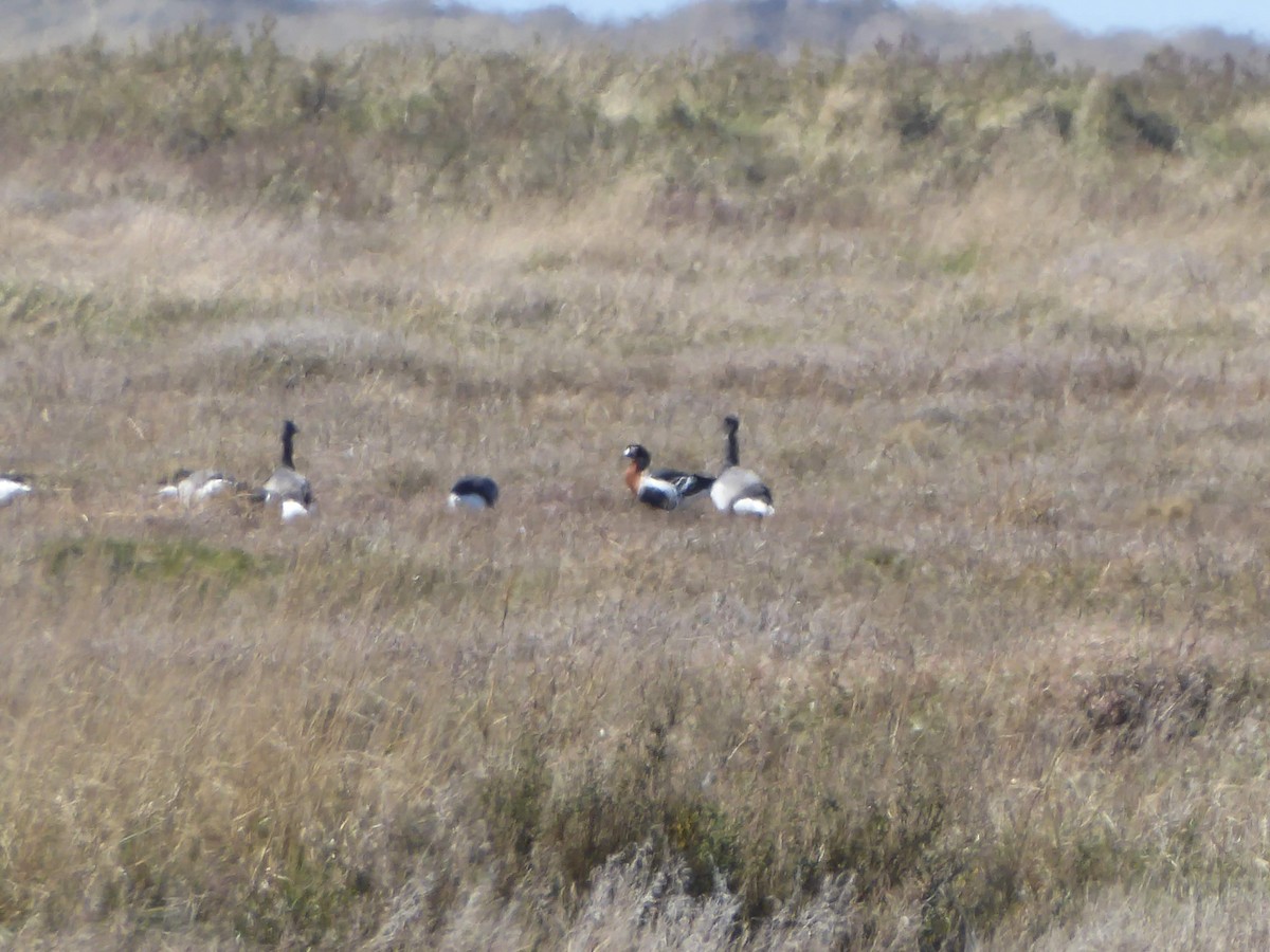 Bernache à cou roux - ML646345239