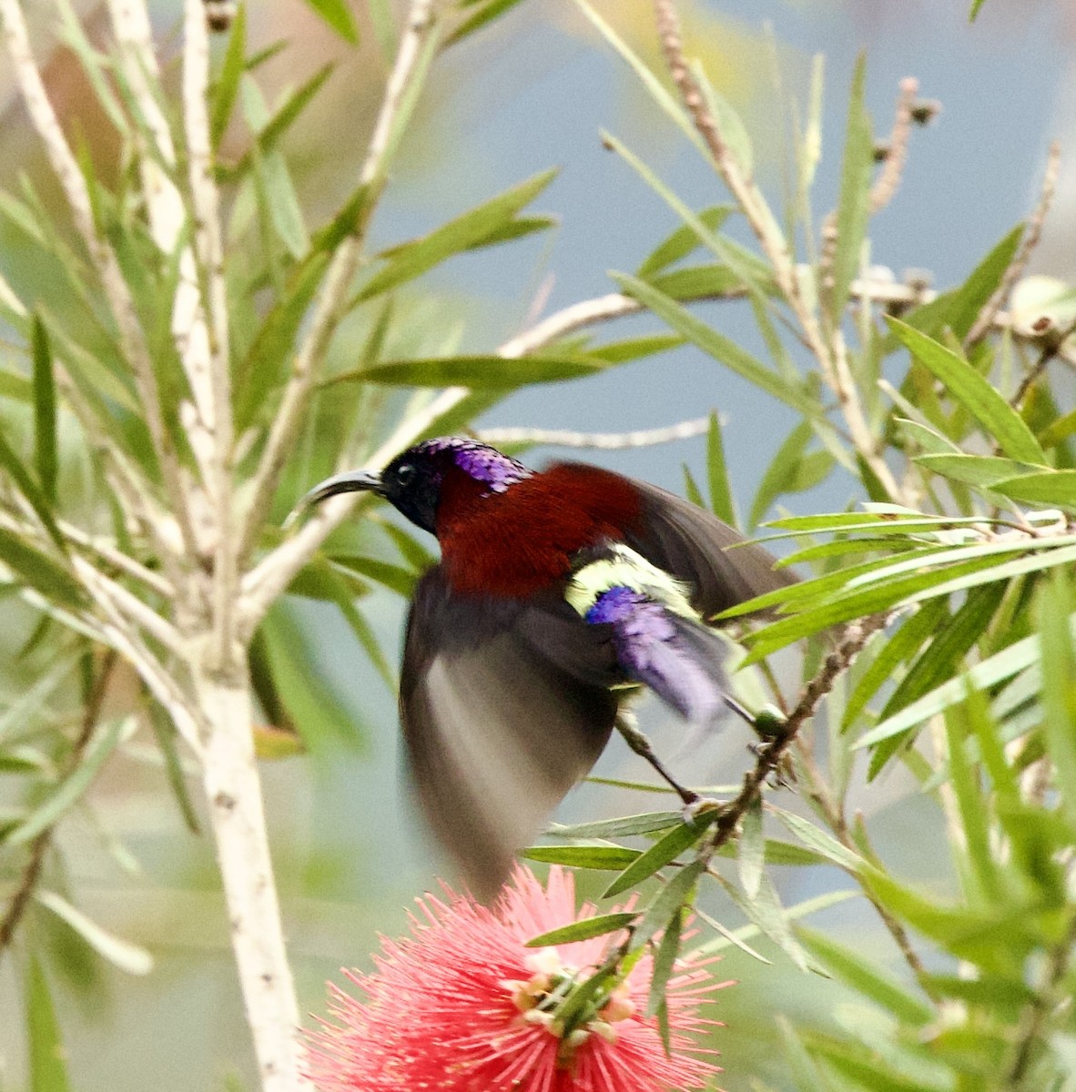 svartstrupesolfugl - ML646345240